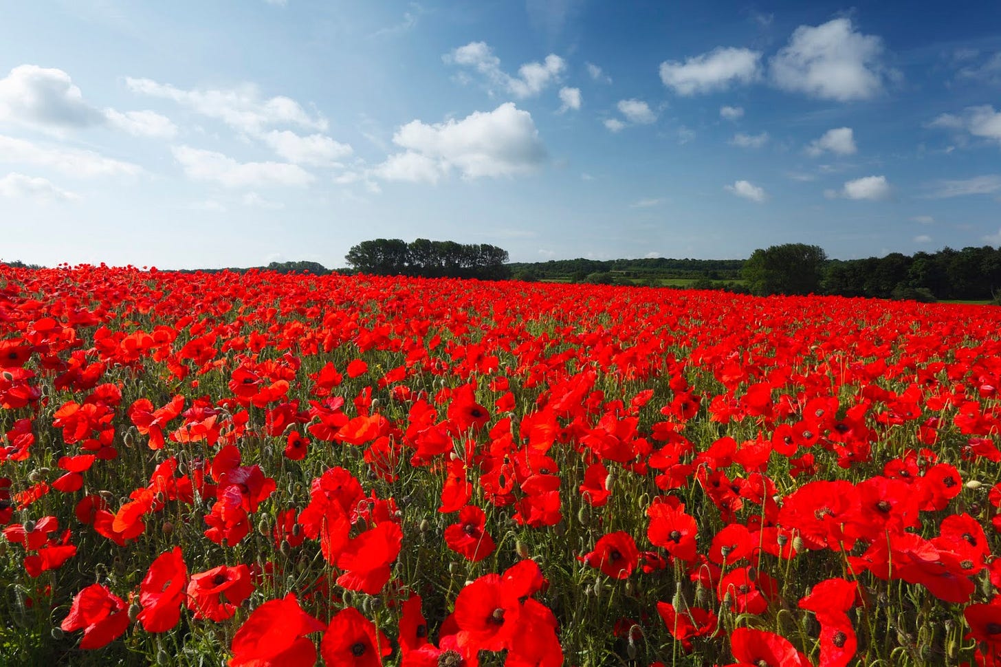 Where To Buy Red Poppy Plants at Alan Lembo blog
