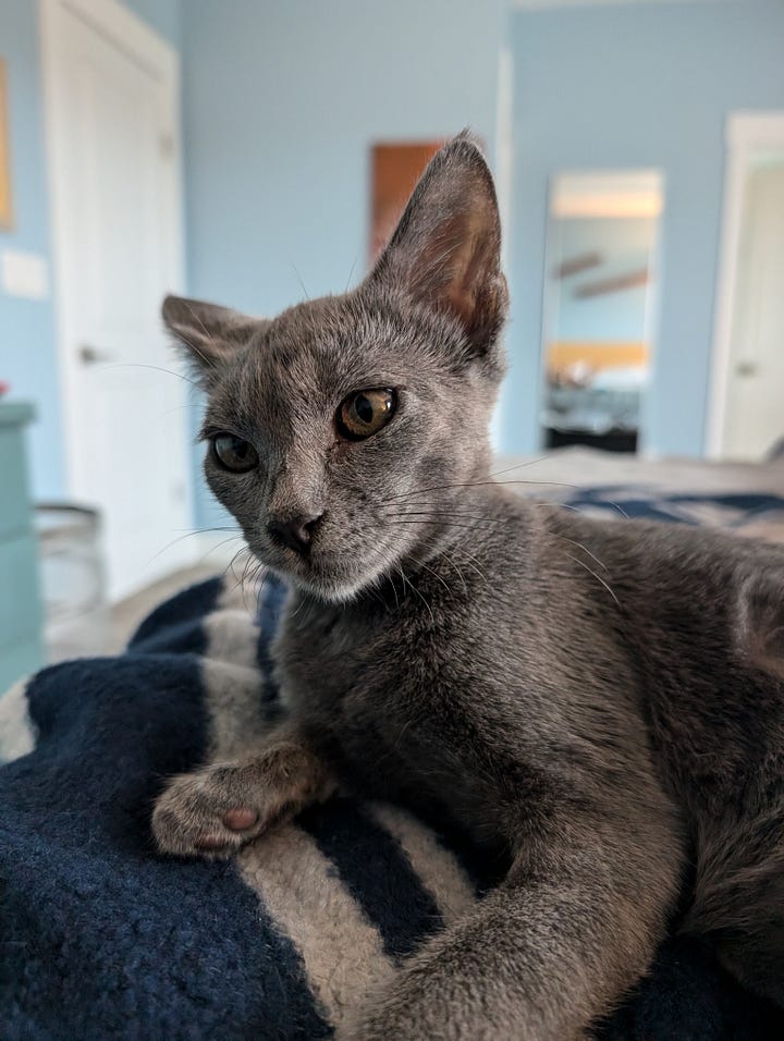 two grey kittens