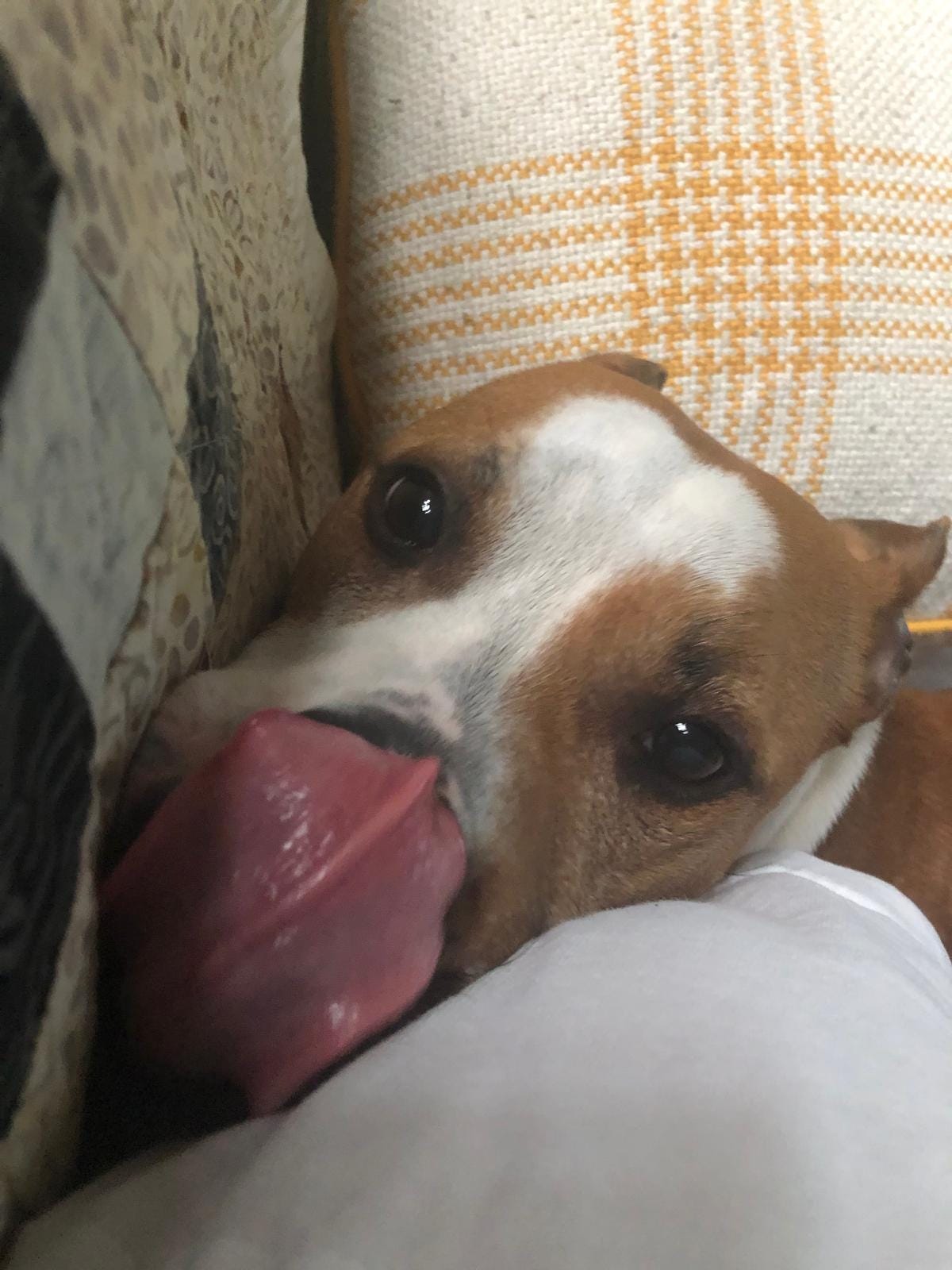 Marmalade squished behind my shoulder, her tongue out licking her nose