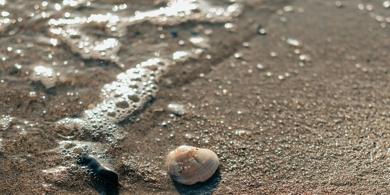 The Seashells Were Never the Point