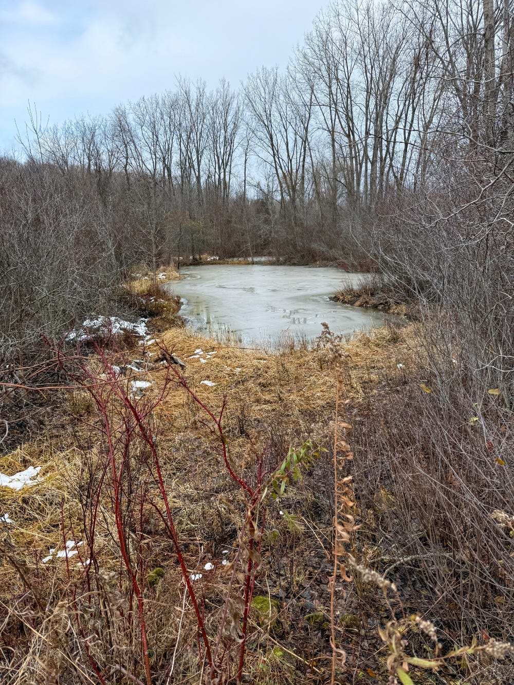 Northern Shrike habitat - with ice