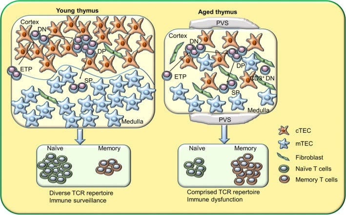 Age effects on thymus stroma and output Age effects on thymus stroma and output