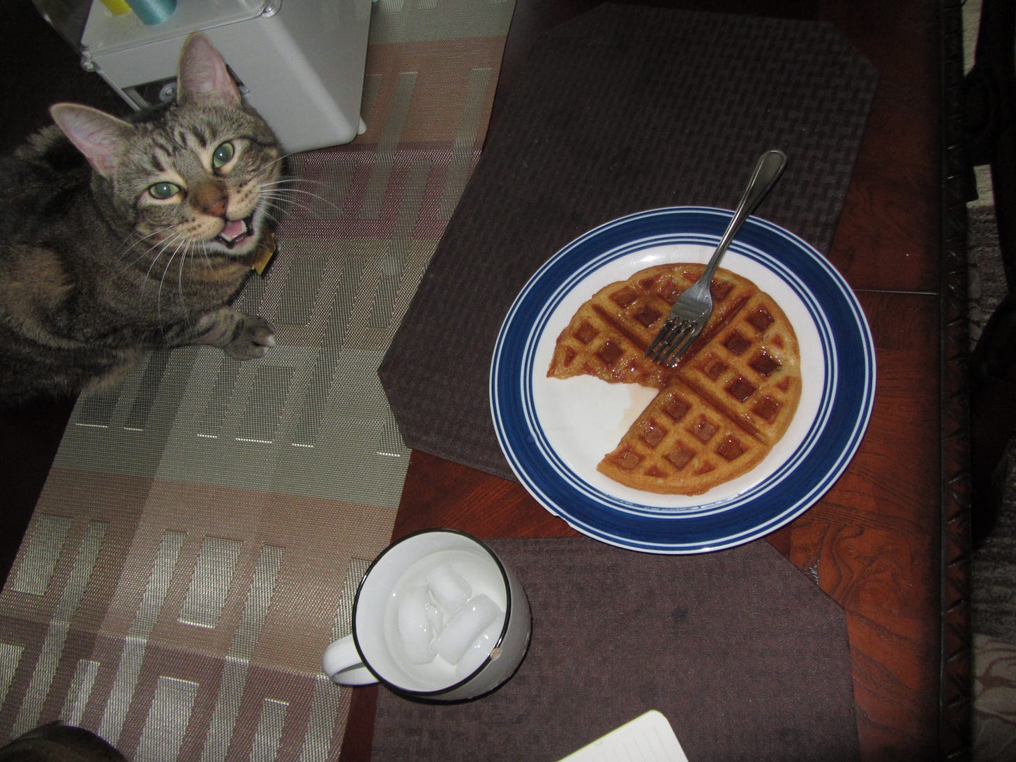 a photo of the dinner table with a mug of ice water, a plate with a pac-man-like waffle, and my cat pluto mid-scream with his mouth open.