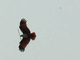 Eagles: Eagle tests before it trusts