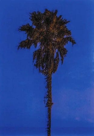 Un palmier comme en voie d'effacement à force d'être photographié Un palmier comme en voie d'effacement à force d'être photographié