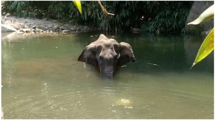 Elephant death in Kerala after postmortem cracker filled pineapple explodes  in her mouth | India News – India TV