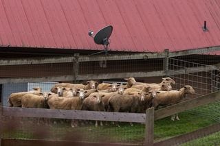 Sheep pen Sheep pen