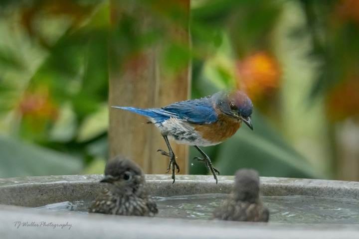 Bluebird Cannon Ball