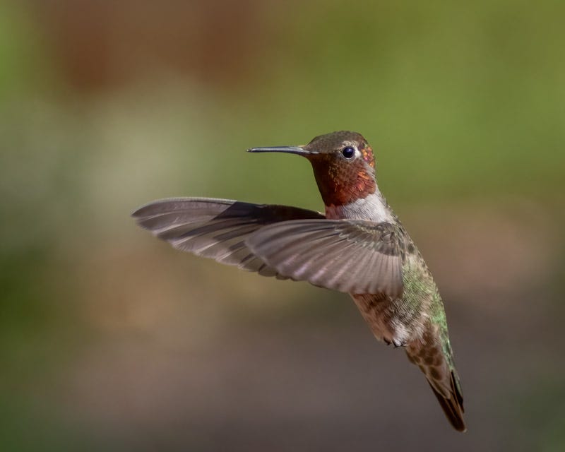 20250813-AshCanyon-250-Edit.jpg 20250813-AshCanyon-250-Edit.jpg