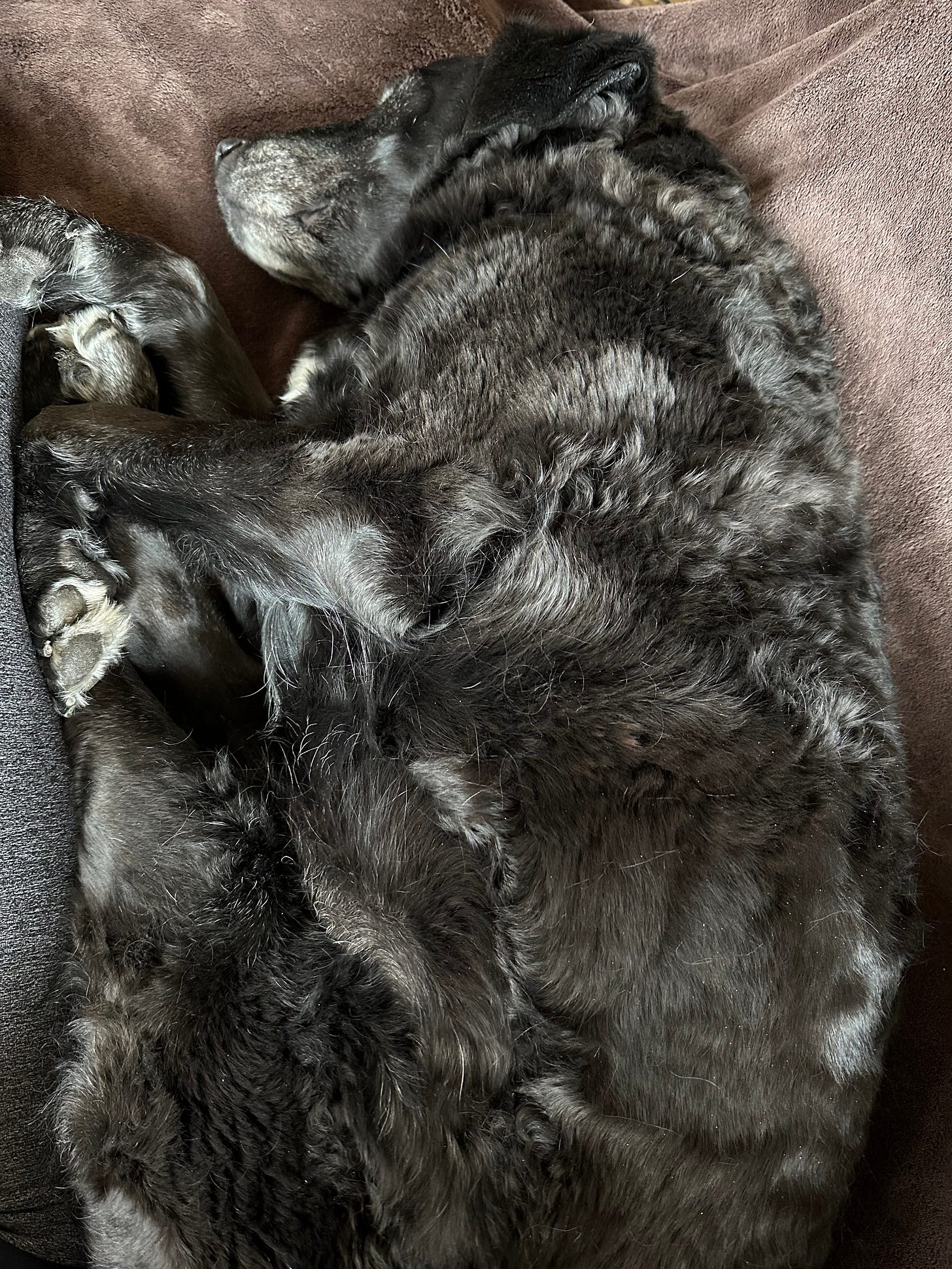Ande the black lab snuggled on a brown blanket.