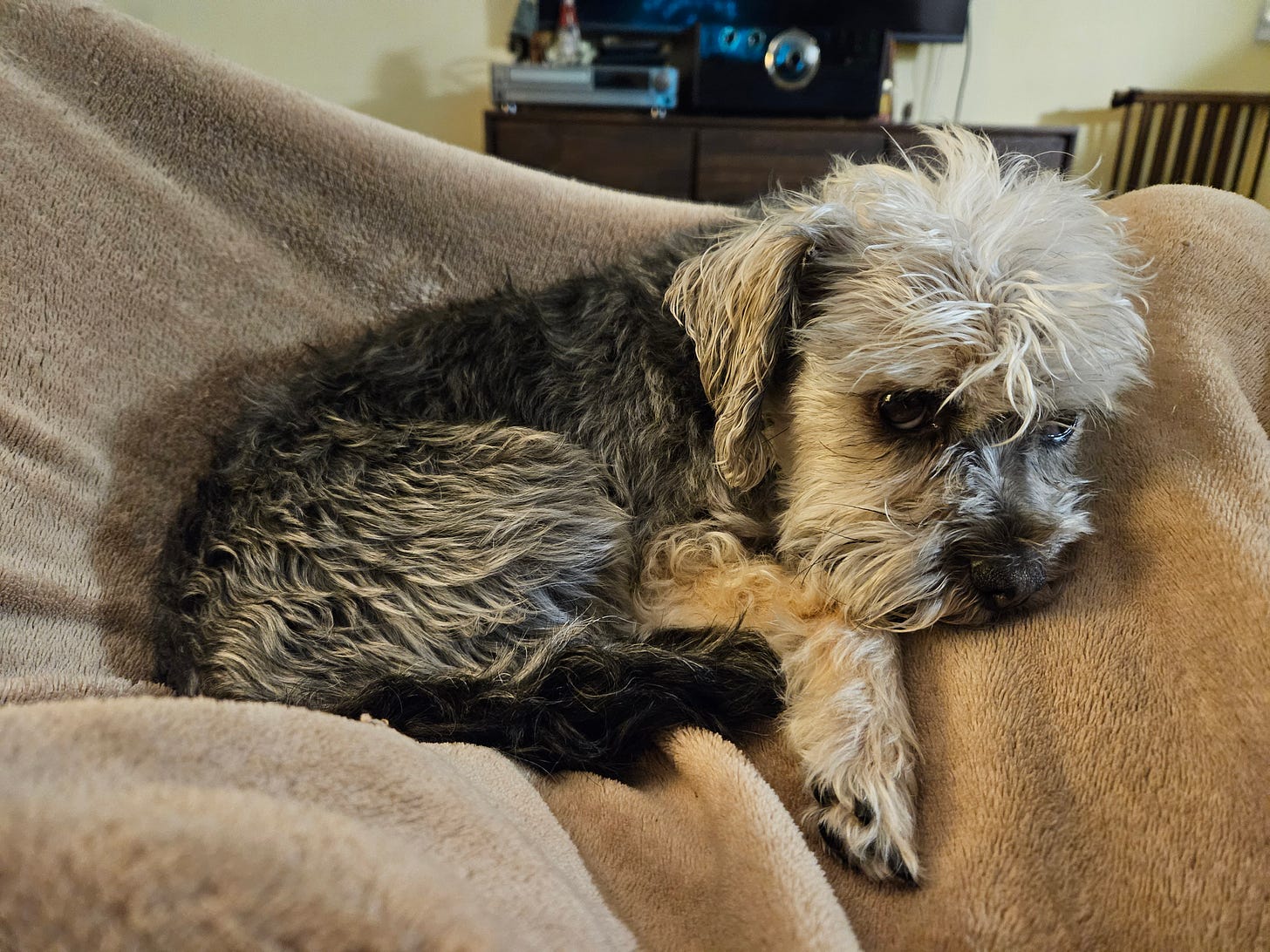A small, furry dog is curled up and looking oh-so cozy on a blanket. The dog has big black eyes and a poof of silver hair on her head. Her body fur is black, silver, and tan.
