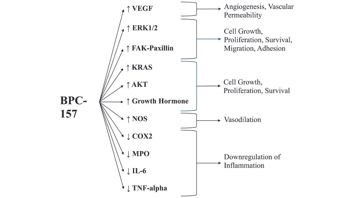 Flow chart showing BPC-157 molecular pathways including VEGF angiogenesis ERK FAK-paxillin cell growth AKT proliferation NOS vasodilation and downregulation of inflammatory markers COX2 IL-6 TNF-alpha