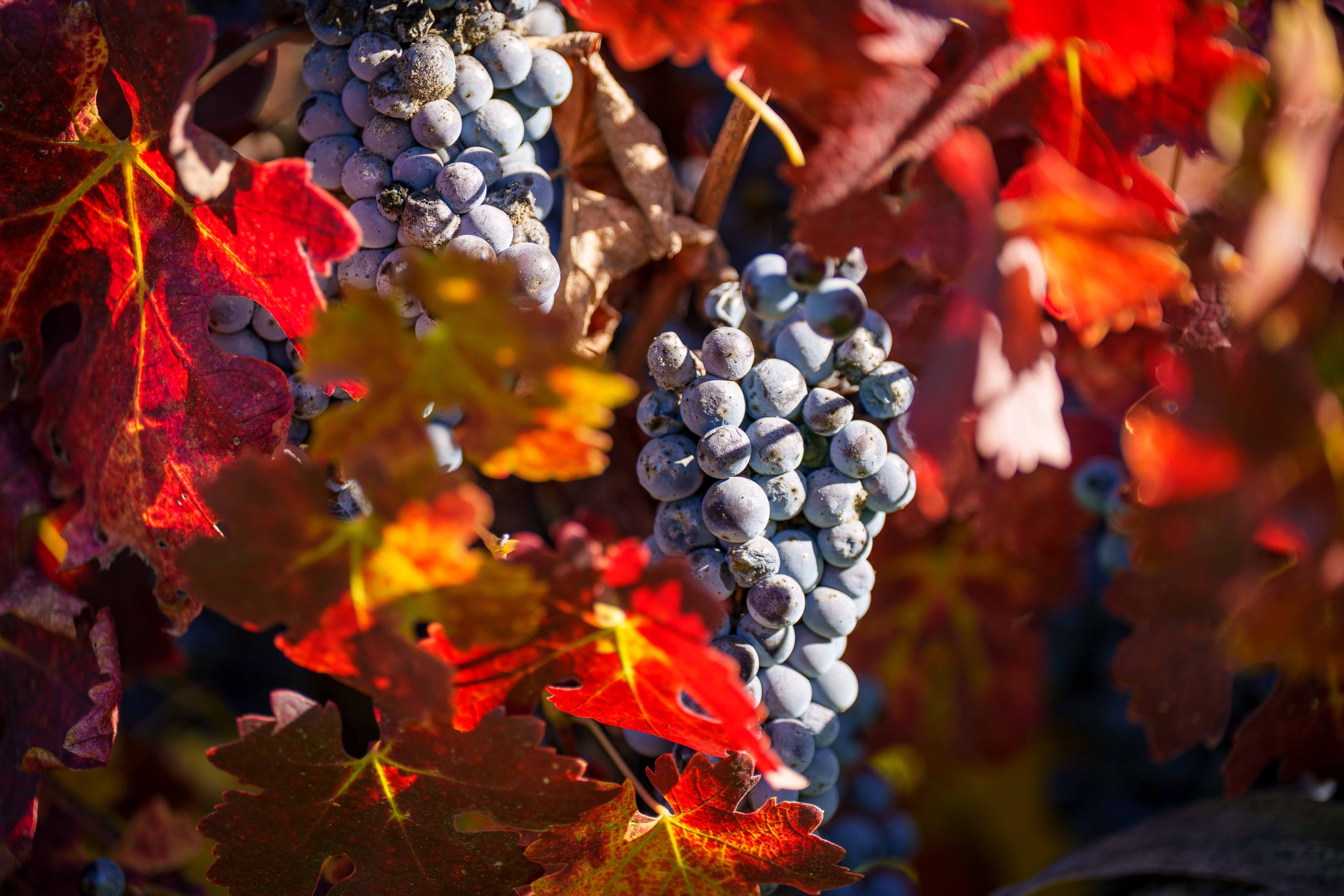 napavalleyfocus.substack.com - Wine Chronicles: Wine Market Correction Brings Higher Quality, Lower Prices