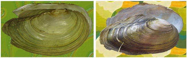 Two freshwater mussel species on green/yellow backgrounds.