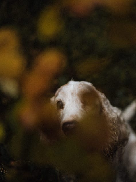 old dog in autumnal forest