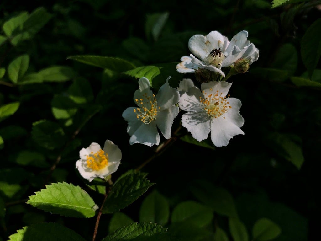 Multiflora (rambler) rose Multiflora (rambler) rose