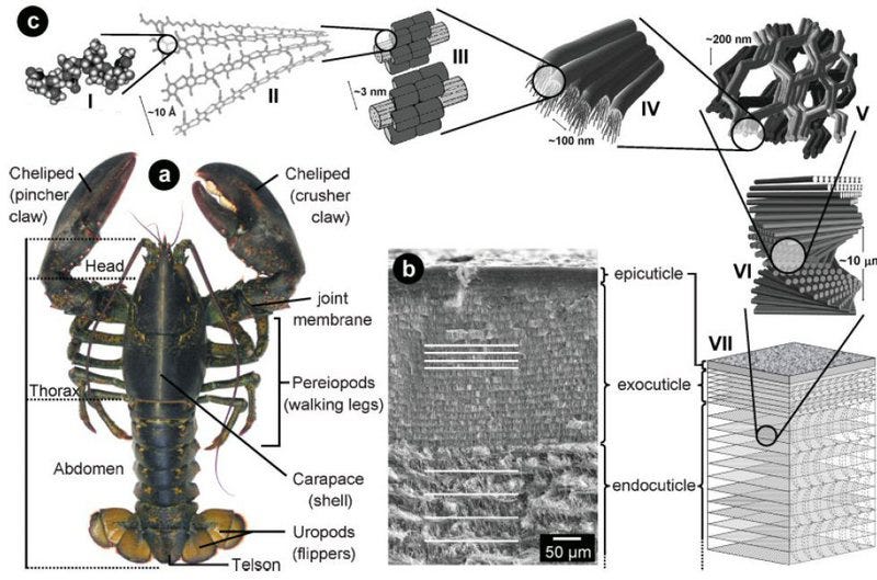 natural materials, biomaterials, biological materials ...