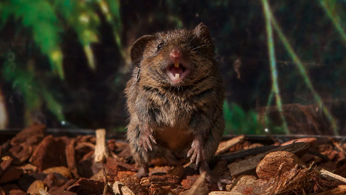 A mouse faces the camera standing on its hind legs with its mouth open. It is on brown mulch-like material with greenery in the background