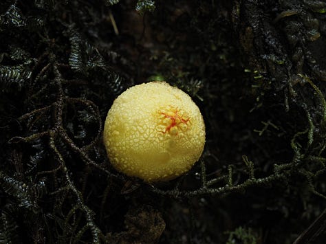little white puffball mushrooms 