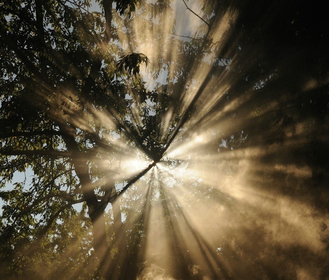 sun rays coming through trees