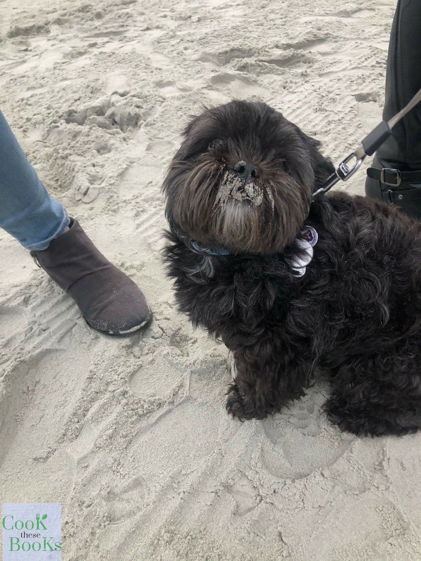 Dog at beach with face full of sand