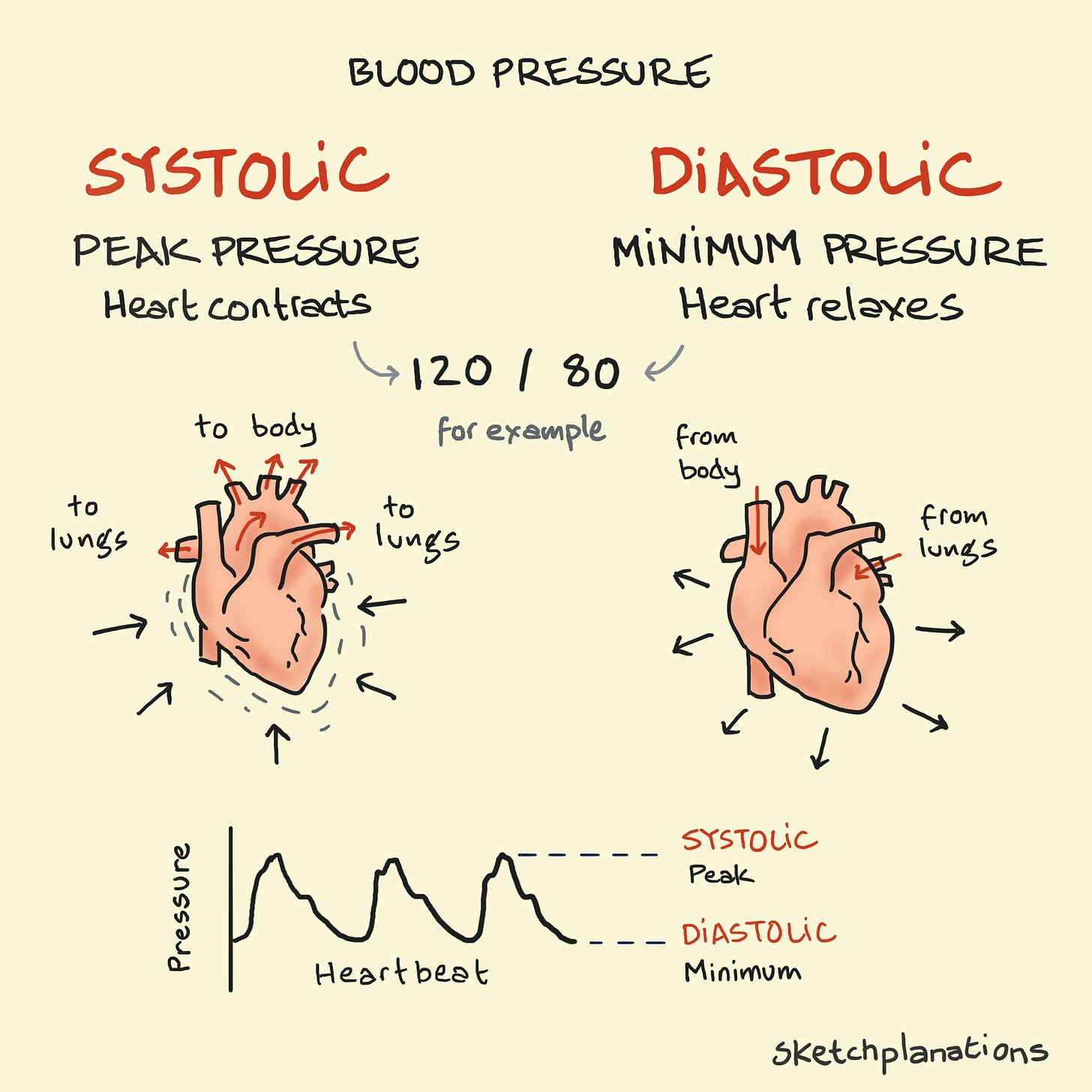 What is systolic and diastolic blood pressure — diagram showing heart contraction (systolic) and relaxation (diastolic) with 120/80 example and pressure graph.
