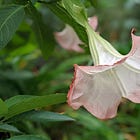 Seeking an uncharted path to finding peace and freedom from busyness