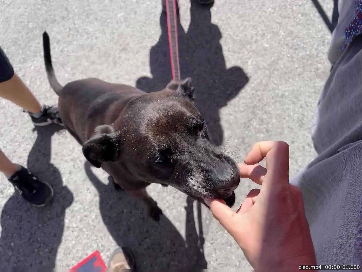 Cleo taking a treat from my fingers, in the bottom right corner is an overlay t hat says cleo.mp4 00:00:01.600