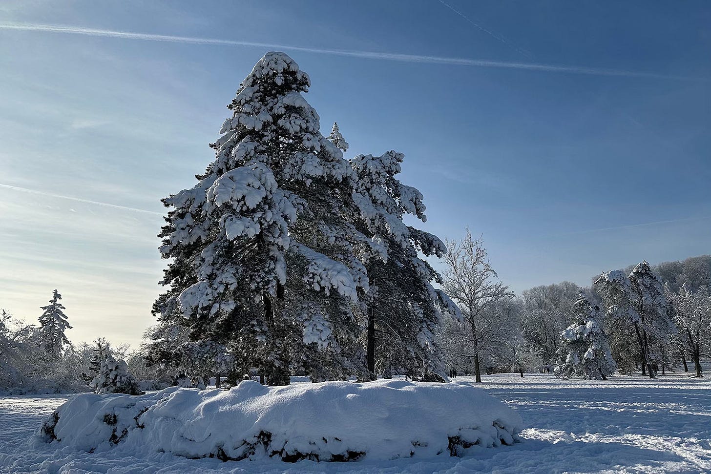 snow covered trees