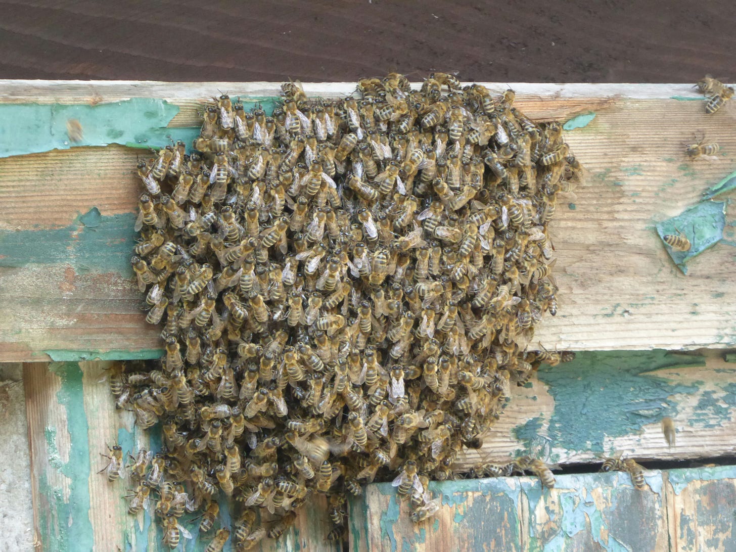 A swarm of bees resting on a wooden fence with peeling blue paint A swarm of bees resting on a wooden fence with peeling blue paint