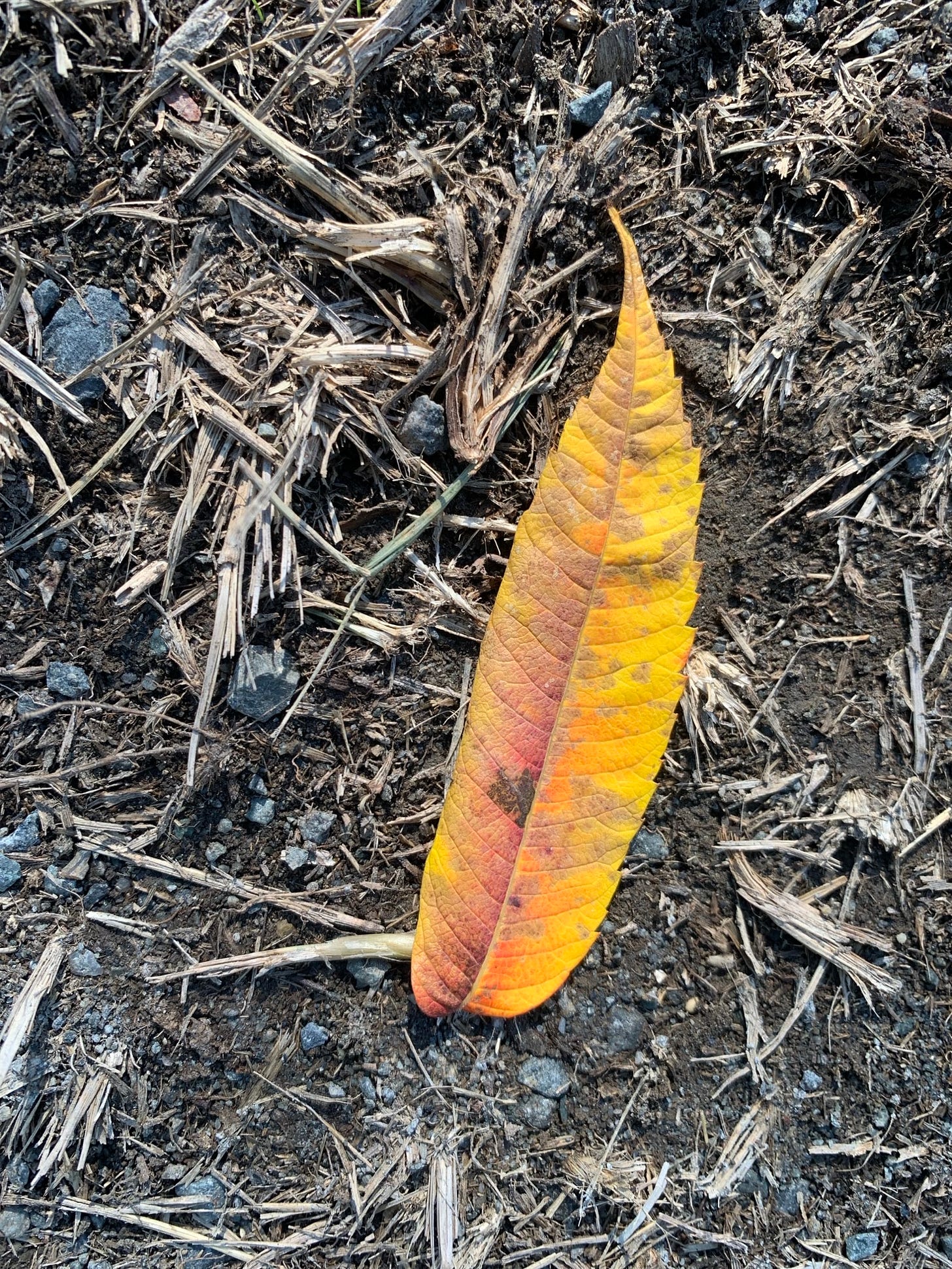 One very bright yellow leaf rests on a bed of small sticks and dirt. It was the first on its branch to turn, which begs the question: were the other leaves jealous! 
