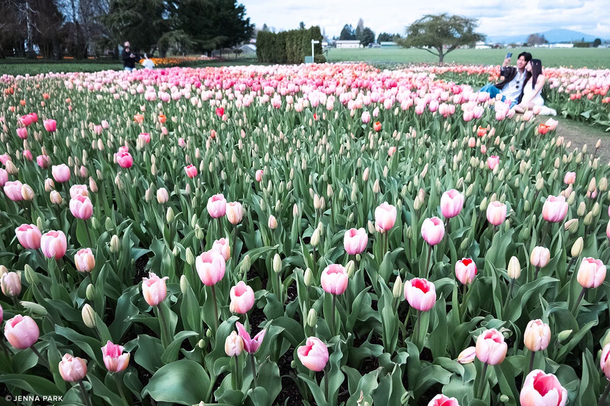 Pink tulips Pink tulips