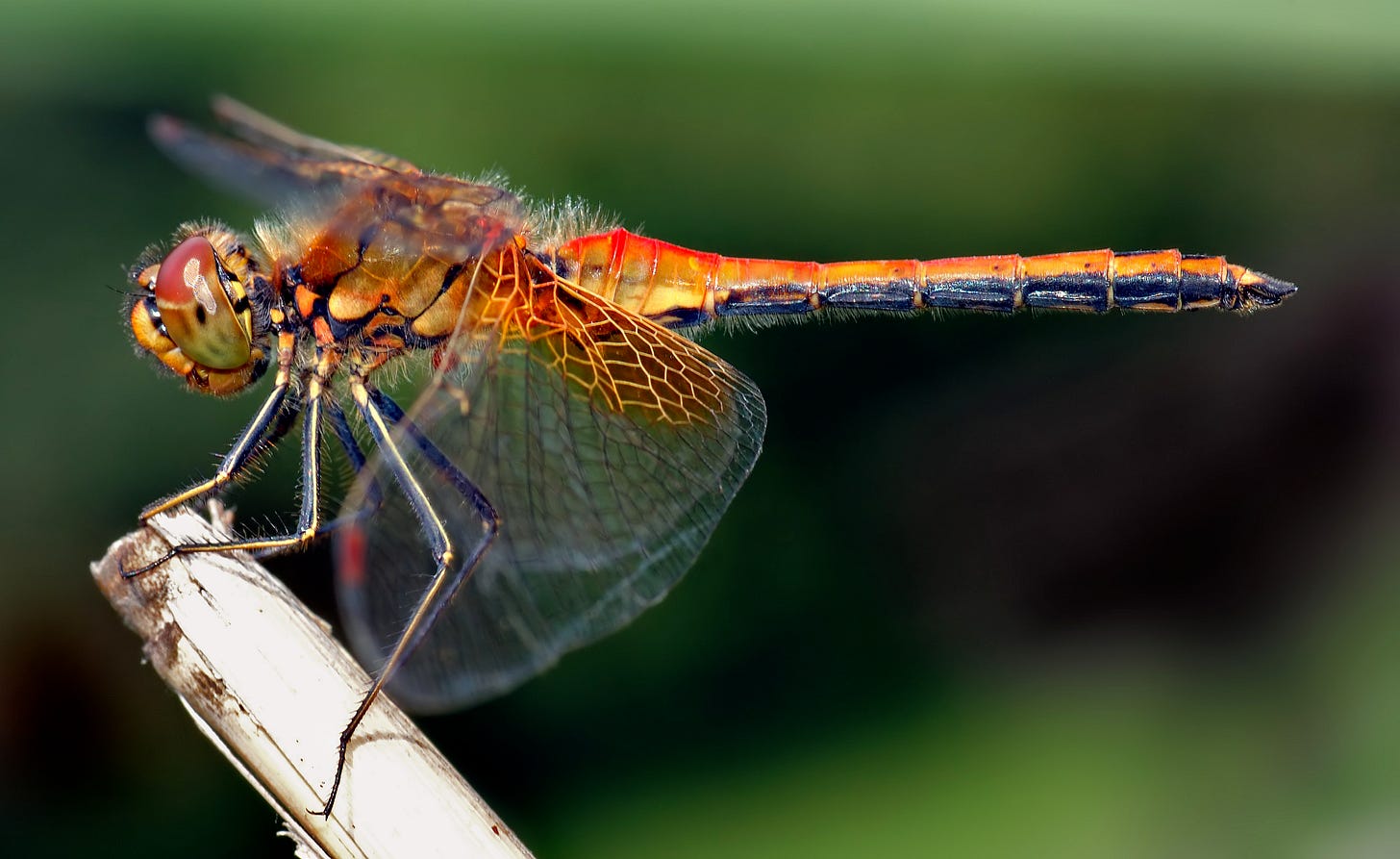 Yellow-winged Darter on Micro Travels with Mary 