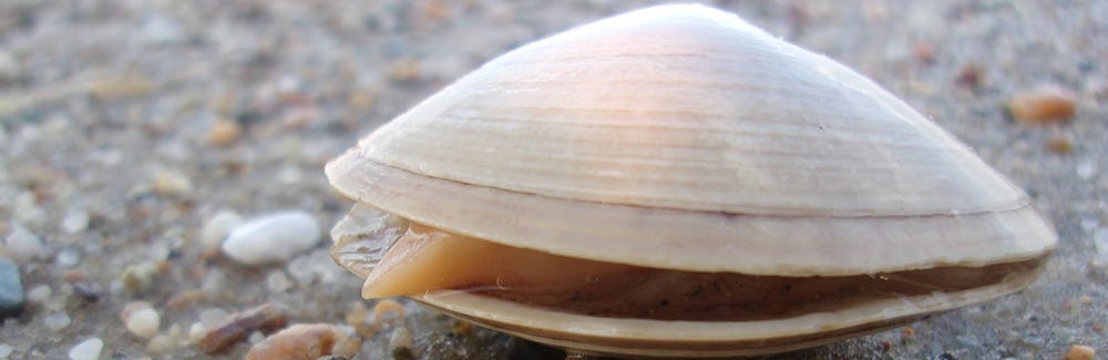Atlantic Surf Clam Atlantic Surf Clam