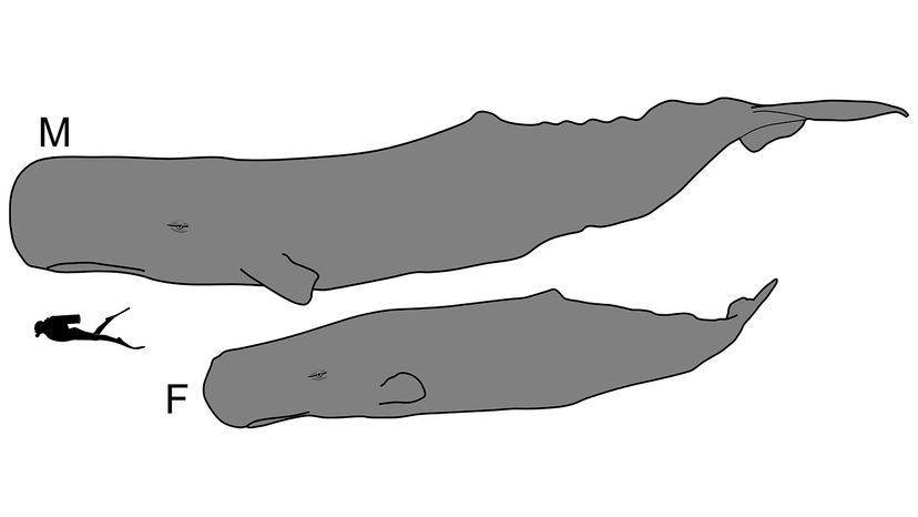 sperm whale sperm whale