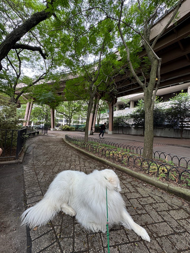 Photos of Drumgoole Square and Drumgoole Plaza in the springtime