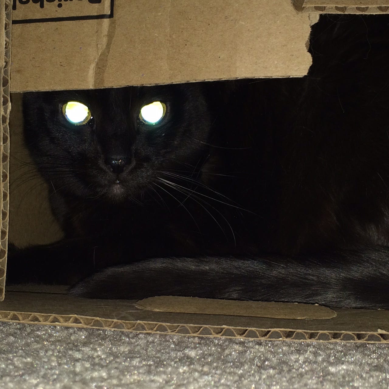 Gizmo Weaponized Box cats in boxes Gizmo Weaponized Box cats in boxes