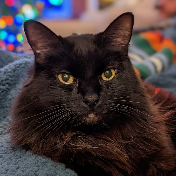 A gallery of 4 pictures of Bixby, close crop photos of his face looking regal and relaxed