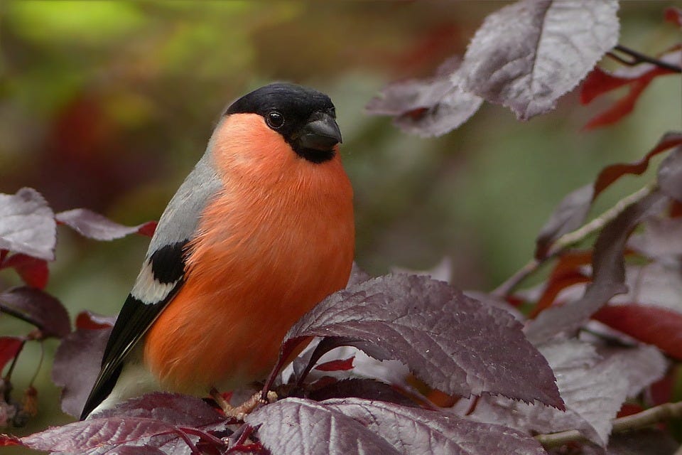 Bullfinch, Bird, Sitting, Tree, Garden