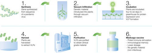 Vaccine Manufacturing Gets Boost from Tobacco Plants
