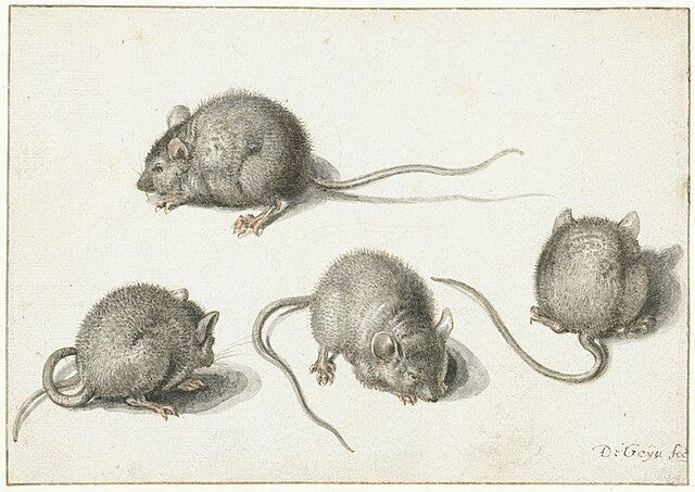 Quattro topi in diverse posizioni, ritratti in un’illustrazione storica di Jacques de Gheyn. Quattro topi in diverse posizioni, ritratti in un’illustrazione storica di Jacques de Gheyn.