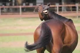 What Em song does this horse remind you ...
