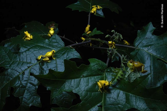 Une dizaine de grenouilles semblent palabrer, perchées sur une feuille vert foncé. Les grenouilles sont très jaunes, sans doute à cause d'une lune particulièrement lumineuse Une dizaine de grenouilles semblent palabrer, perchées sur une feuille vert foncé. Les grenouilles sont très jaunes, sans doute à cause d'une lune particulièrement lumineuse