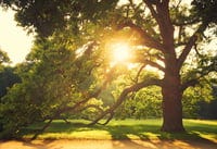 tree_new tree_new