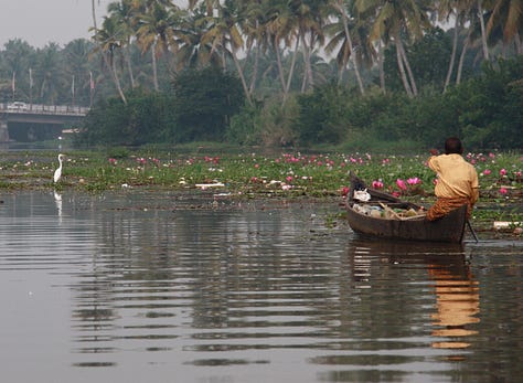 Six images: grey sky and brown water, with trees reflected as if in a mirror; grey sky and brown water with a red-roofed house and palm trees, also reflected as if in a mirror, purple swamphen among water hyacinth, man in a yellow shirt in a canoe, collecting litter, a duck with a canoe in the background and people fishing, a yellow boat reflected in the water