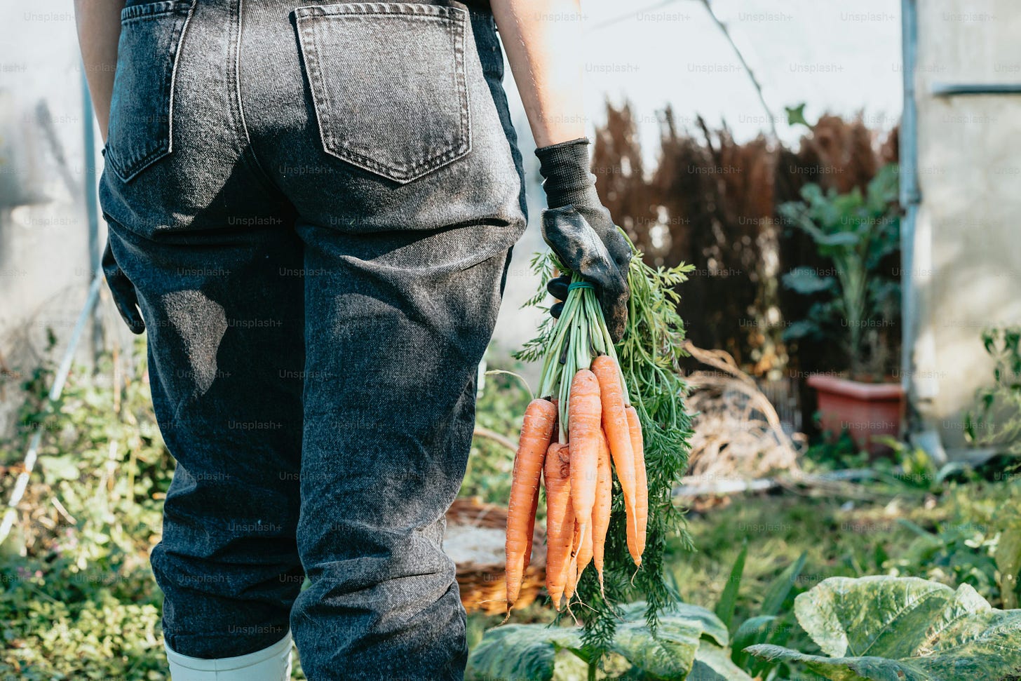 a person holding a bunch of carrots in a garden