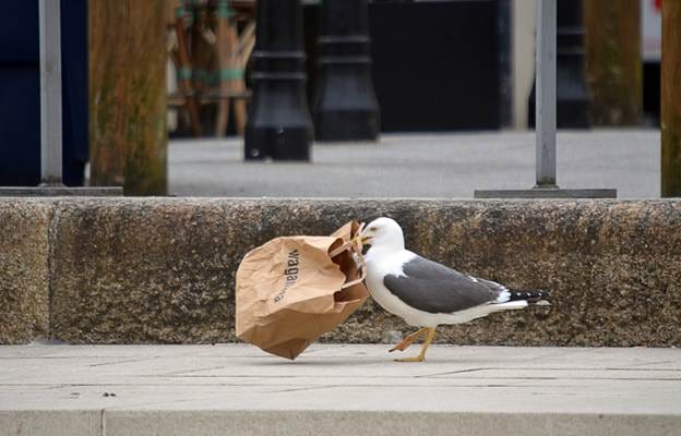A seagull eating a paper bag

AI-generated content may be incorrect.