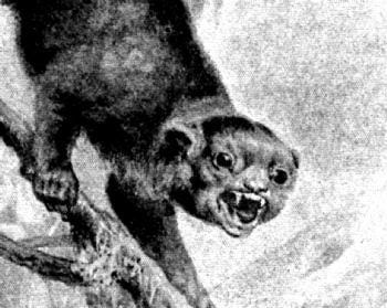An angry-looking, monkey-like creature showing its teeth. An angry-looking, monkey-like creature showing its teeth.