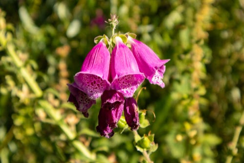 A cluster of pink foxglove bells on a spike.