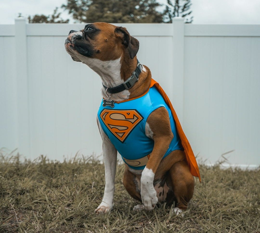 dog wearing Superman costume